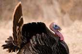 a wild turkey strutting for a mate